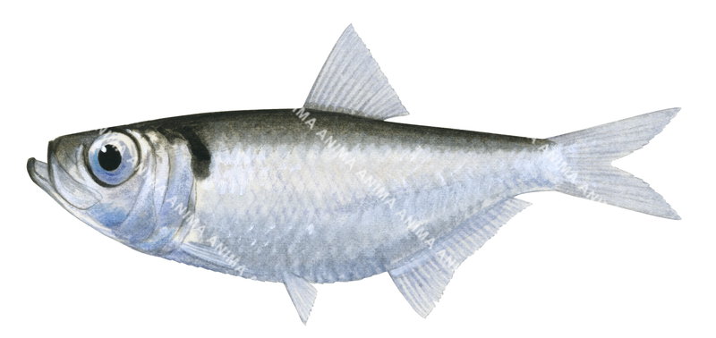 High resolution digital image of Ditchelee,Pellona ditchela on white background and clipping path, side view.