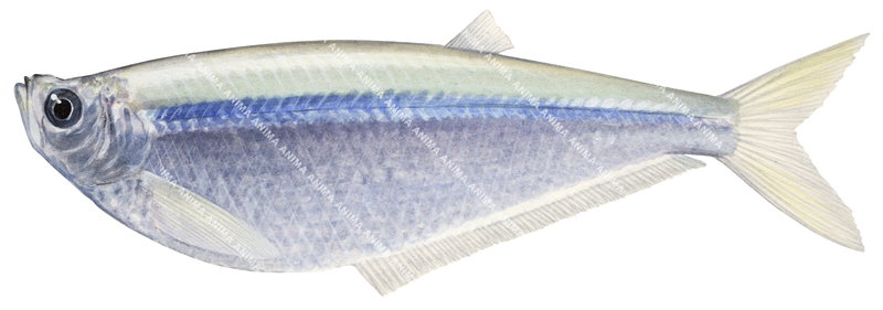 Doves Longfin Herring