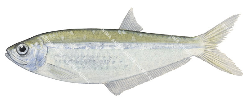Tropical Longfin Herring