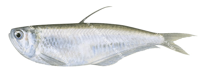 Bareback Anchovy