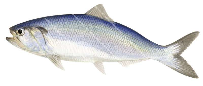 Allis Shad- Grande Alose, swimming