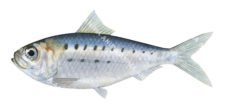 Largespotted Herring