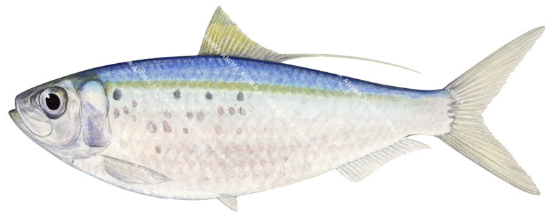 Threadfin Pacific Herring