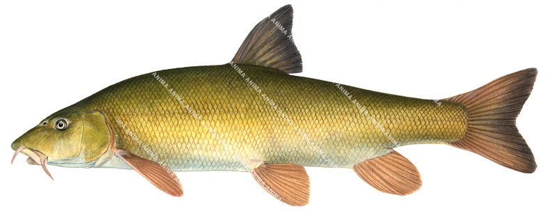 Barbel/Barbeau commun