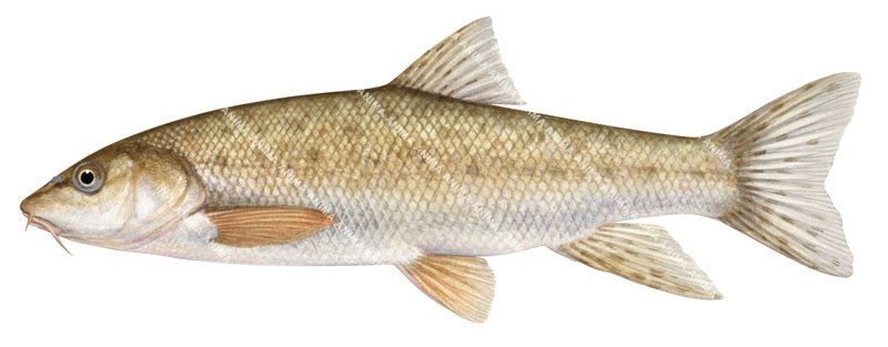 Mediterranean Barbel/Barbeau meridional