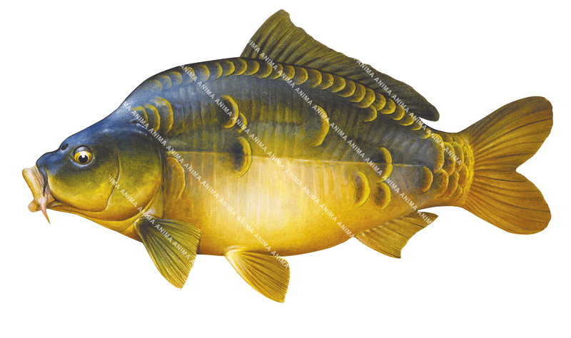 Mirror Carp/Carpe miroir