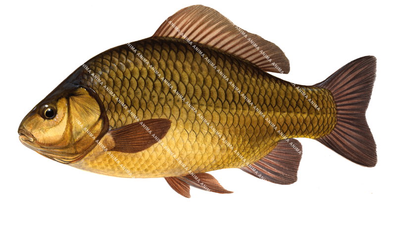 Crucian Carp/Carassin
