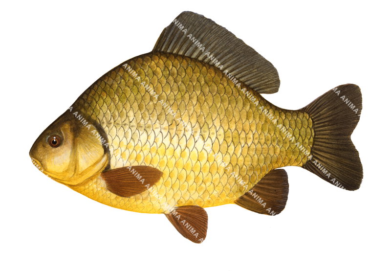 Crucian Carp/Carassin-2