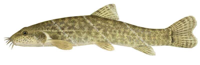 Stone Loach/Loche Franche