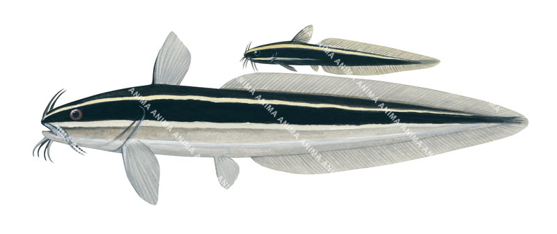Striped Catfish,Adult and Juvenile