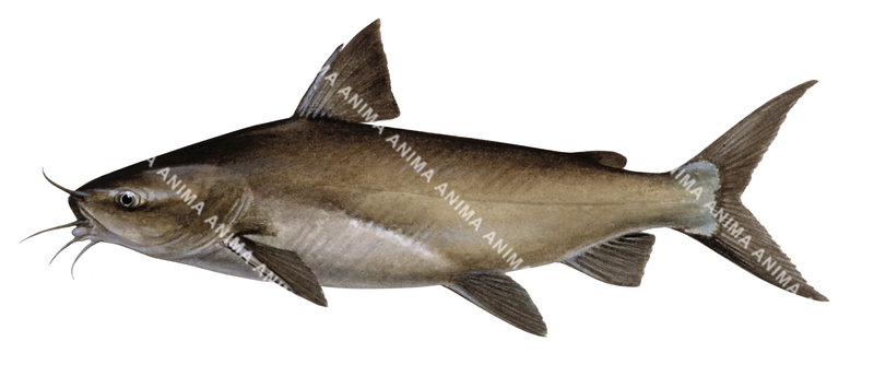 Giant Sea Catfish-2
