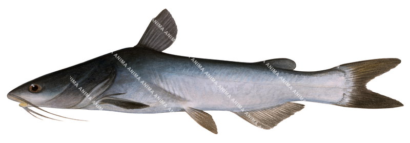 Seemans Catfish