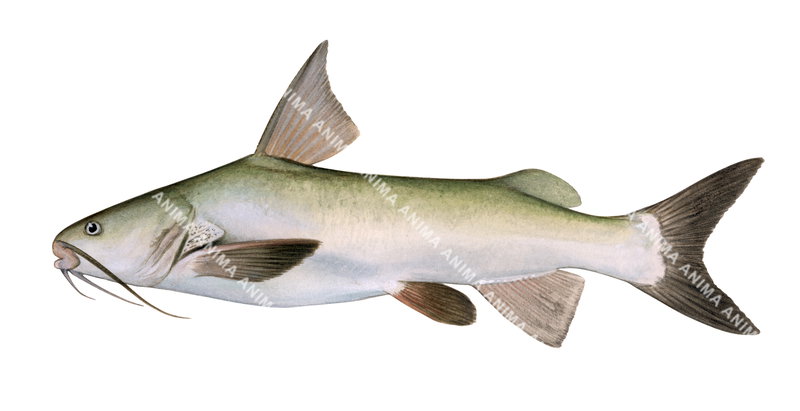 Thicklip Catfish