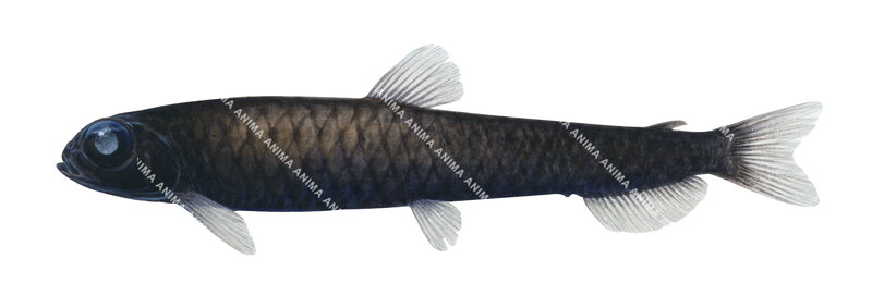 Bigscale Deepsea Smelt