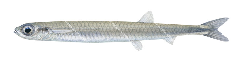 Slender Smallmouth,Microstoma microstoma, scientific illustration