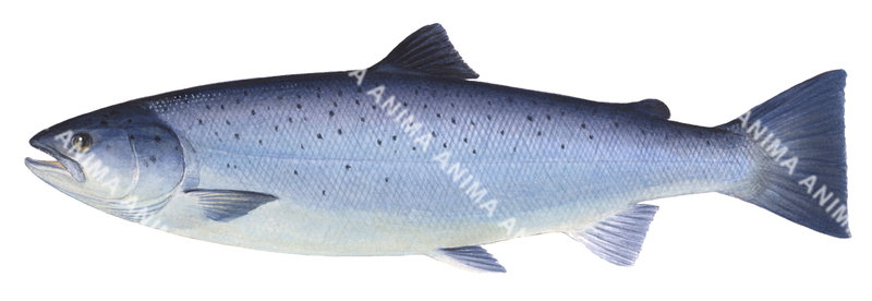 Atlantic Salmon/Saumon-3