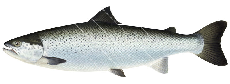 Atlantic Salmon/Saumon-4
