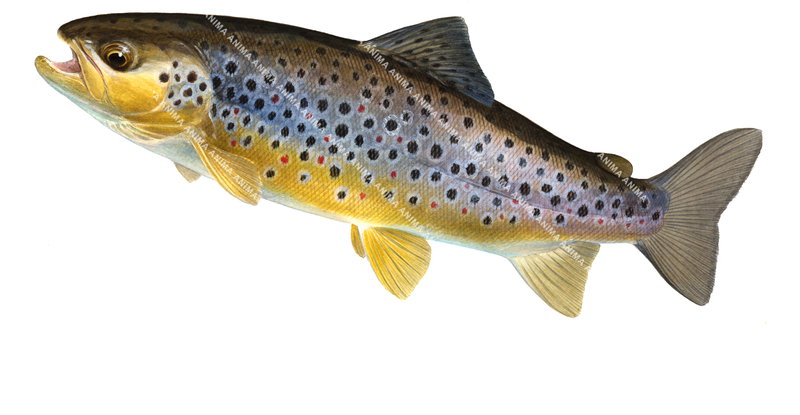 Brown Trout/Truite Fario, Swimming