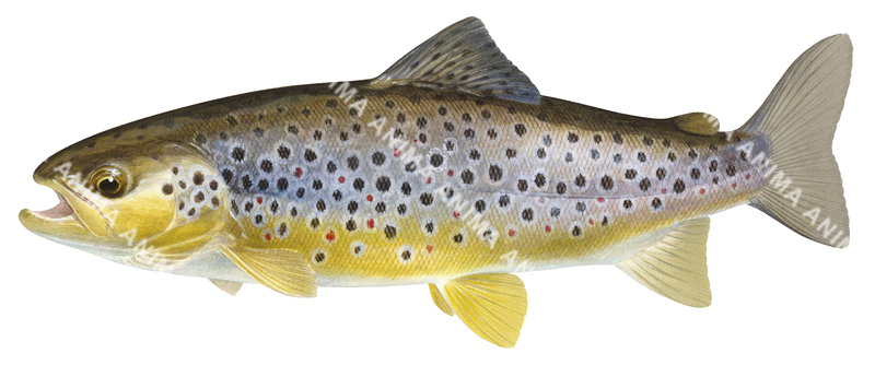 Swimming Brown Trout-5/Truite Fario