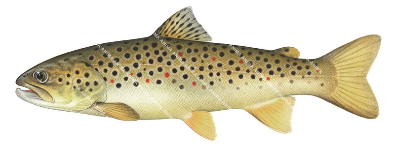 Truite fario/Brown Trout-2