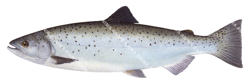 Chinook Salmon