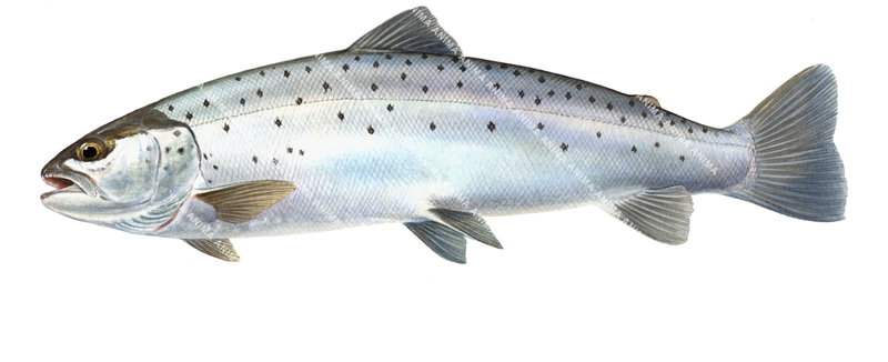 Sea Trout/ Truite de mer,Swimming