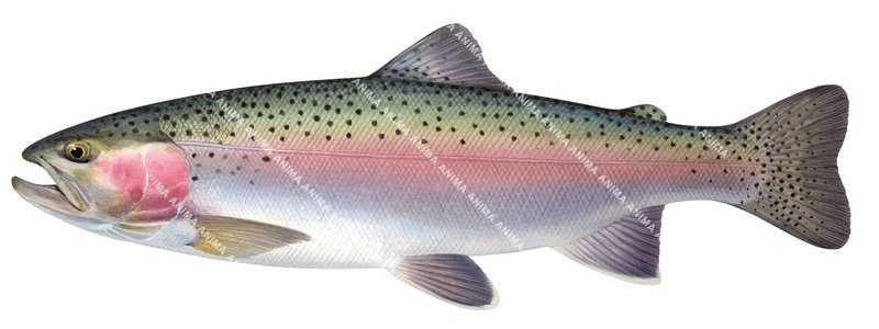 Rainbow Trout/Truite ArcEnCiel, Side view