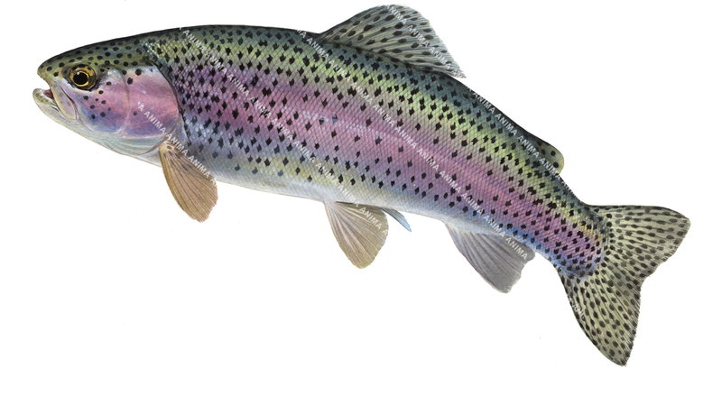 Rainbow Trout/Truite ArcEnCiel, Swimming