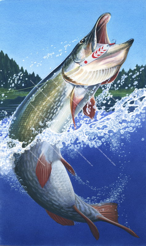 Pike/Brochet,Jumping