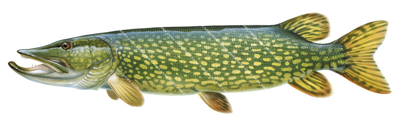 Pike/Brochet,Side view