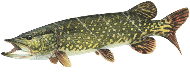 Pike/Brochet,Swimming