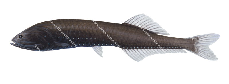 Smalltooth Bristlemouth,Cyclothone microdon,Scientific illustration