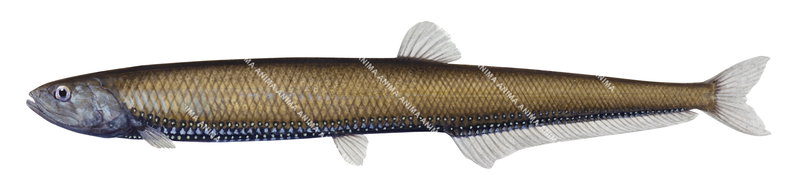 Rebains's Portholefish