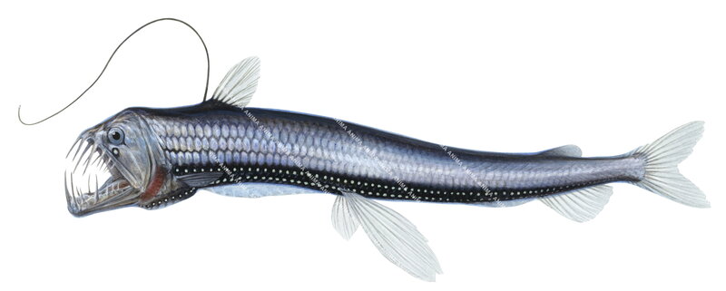 realistic, accurate illustration of the Sloane's Viperfish,Chauliodus sloani
