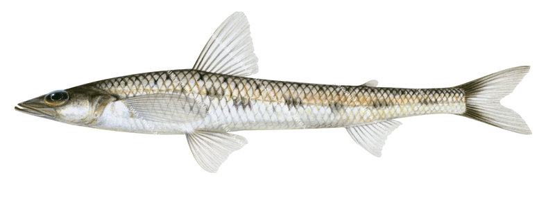 Pale Deepsea Lizardfish,Bathysauroides gigas, scientific illustration