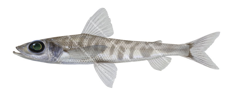 Shortnose Greeneye,Chlorophthalmus agassizi.Scientific illustration