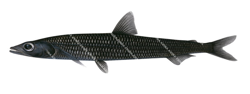 Smallscale Waryfish,Scopelosaurus hamiltoni, Scientific illustration