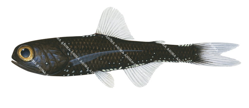 Warming's Lanternfish
