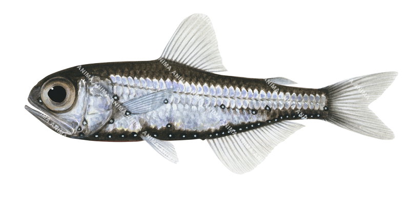 Hygem's Lanternfish