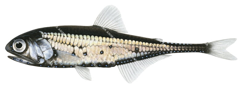 Barnes Lanternfish