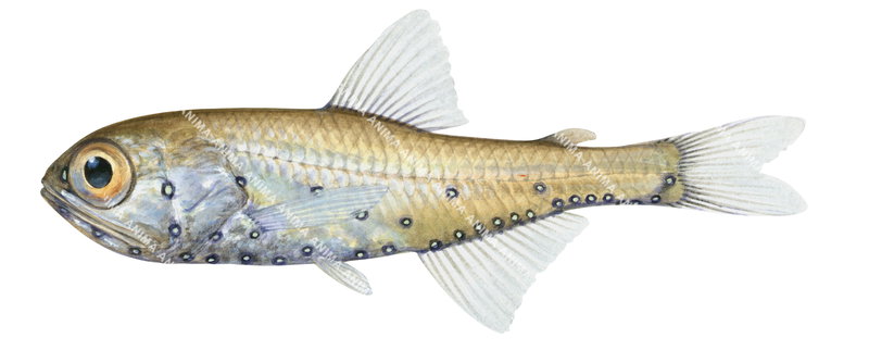 Opaline Lanternfish