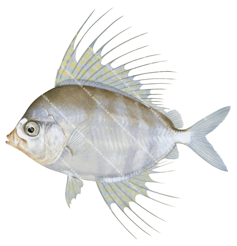 Realistic detailed illustration of the Highfin Veilfin,Velifer hypselopterus