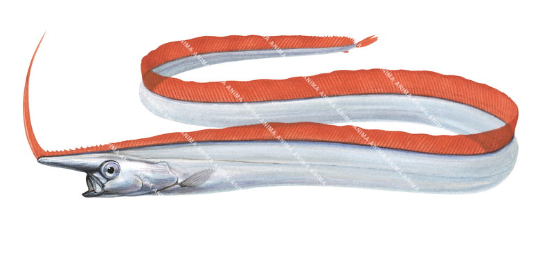 Unicorn Crestfish,Eumecichthys fiski,scientific illustration