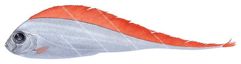 Scalloped Ribbonfish,Zu cristatus, High Res Scientific illustration