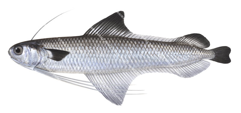 Fish illustration of the Unicorn Codlet,Bregmaceros mcclellandi