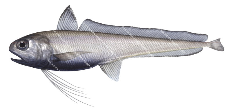 Fish illustration of the Eucla Cod,Euclichthys polynemus