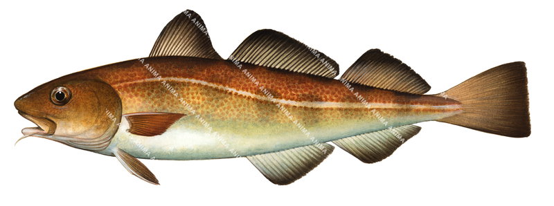 Atlantic Cod/Morue