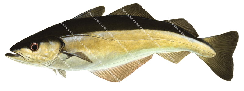 Pollock/Lieu jaune,Swimming