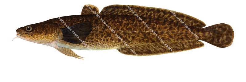 Lote de Riviere, Side view