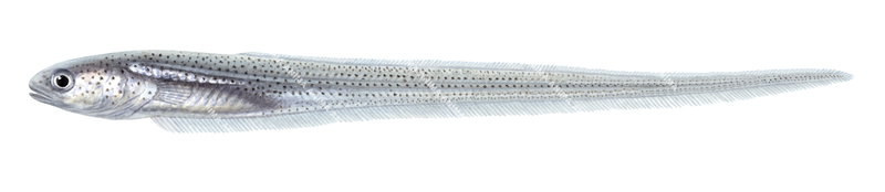 Star Pearlfish,Carapus mourlani|High quality scientific illustration